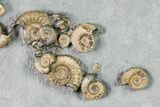 Fossil Ammonite (Promicroceras) Cluster on Limestone - Lyme Regis #171268-3